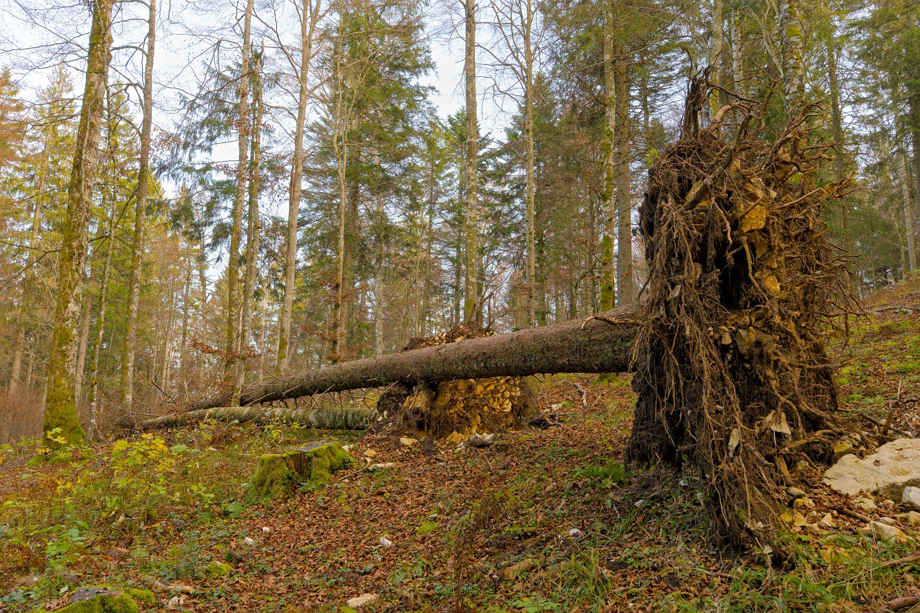 Enlèvement arbre urgence équipe à Noisy-le-Grand